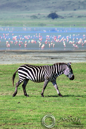 Miva Stock_3711 Tanzania, Ngorongoro Crater, Zebra and flamingos