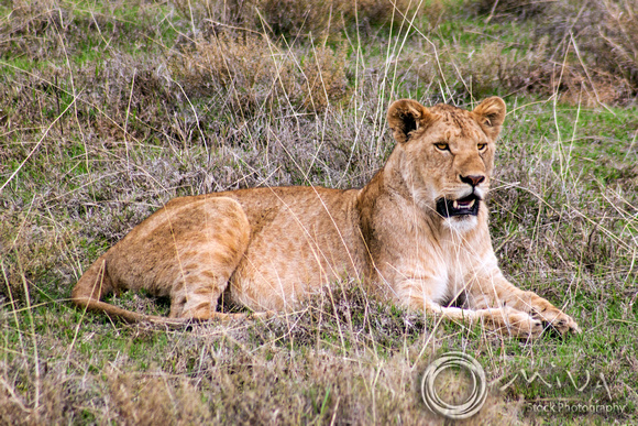 Miva Stock_3616 - Tanzania, Ngorongoro Crater, young male lion