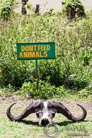 Miva Stock_3607 - Tanzania, Ngorongoro, Cape Buffalo skull, sign