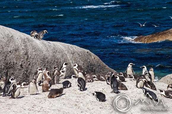Miva Stock_3563 - South Africa, Simon's Town, jackass penguins