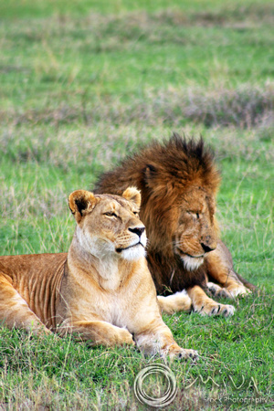 Miva Stock_3638 - Tanzania, Ngorongoro Crater, male and lioness