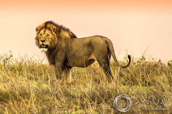Miva Stock_3620 - Tanzania, Ngorongoro Crater, male lion