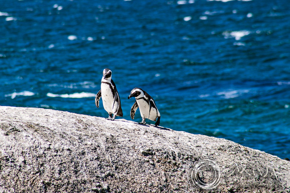 Miva Stock_3560 - South Africa, Simon's Town, jackass penguins