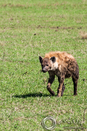Miva Stock_3595 - Tanzania, Ngorongoro, Spotted Hyena