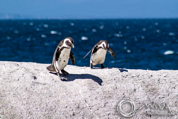 Miva Stock_3562 - South Africa, Simon's Town, jackass penguins