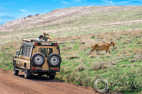 Miva Stock_3613 - Tanzania, Ngorongoro, safari jeep, lioness