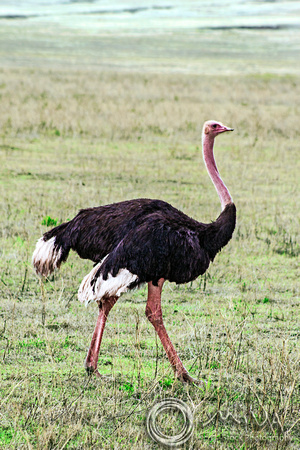 Miva Stock_3614 - Tanzania, Ngorongoro Crater, Ostrich