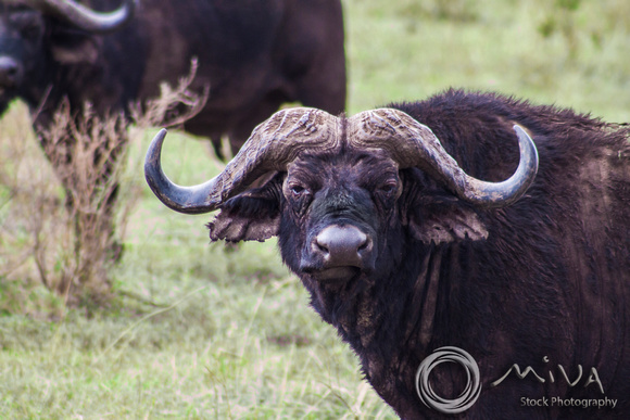Miva Stock_3615 - Tanzania, Ngorongoro Crater, Cape Buffalo