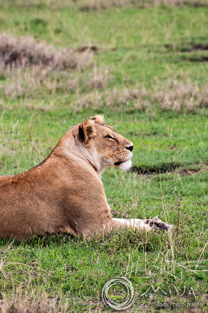 Miva Stock_3634 - Tanzania, Ngorongoro Crater, a lioness