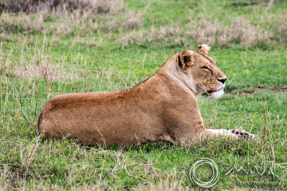 Miva Stock_3633 - Tanzania, Ngorongoro Crater, a lioness