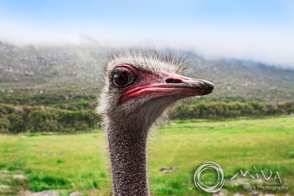 Miva Stock_3575 - South Africa, Cape of Good Hope, Ostrich