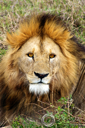Miva Stock_3618 - Tanzania, Ngorongoro Crater, male lion