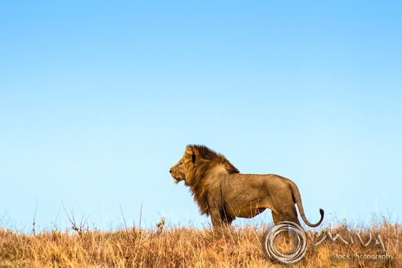 Miva Stock_3642 - Tanzania, Ngorongoro Crater, male lion