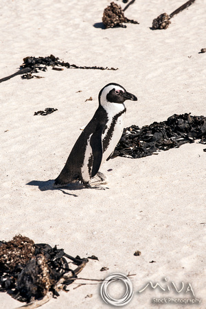 Miva Stock_3566 - South Africa, Simon's Town, jackass penguins
