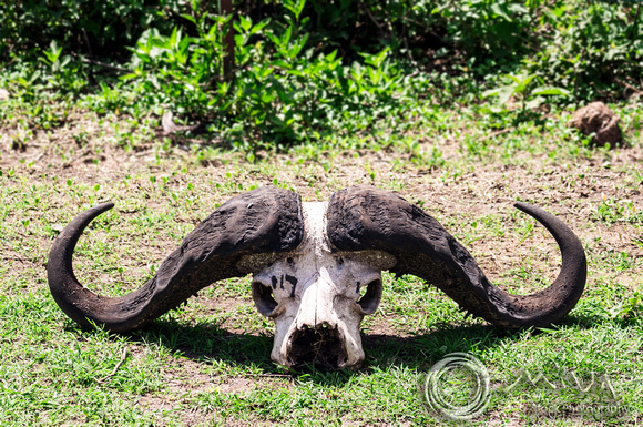 Miva Stock_3606 - Tanzania, Ngorongoro, Cape Buffalo skull