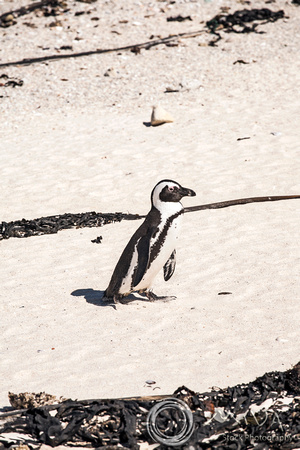 Miva Stock_3565 - South Africa, Simon's Town, jackass penguins