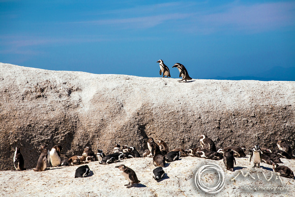 Miva Stock_3569 - South Africa, Simon's Town, jackass penguins