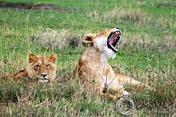 Miva Stock_3628 - Tanzania, Ngorongoro Crater, lioness, male cub