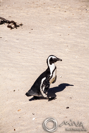 Miva Stock_3570 - South Africa, Simon's Town, jackass penguin