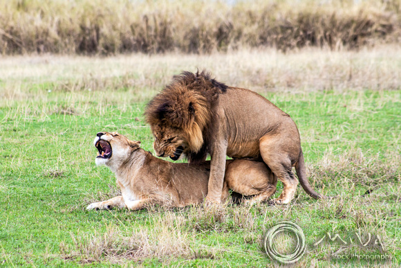 Miva Stock_3631 - Tanzania, Ngorongoro Crater, lions mating