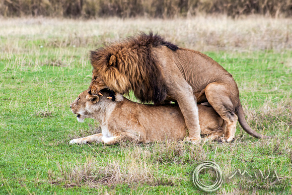 Miva Stock_3630 - Tanzania, Ngorongoro Crater, lions mating