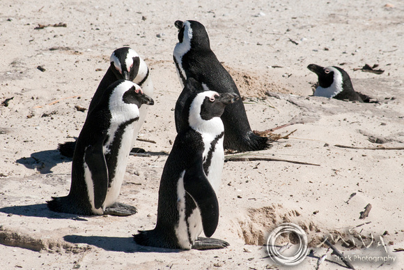 Miva Stock_3561 - South Africa, Simon's Town, jackass penguins