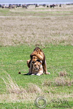 Miva Stock_3604 - Tanzania, Ngorongoro Crater, lions mating