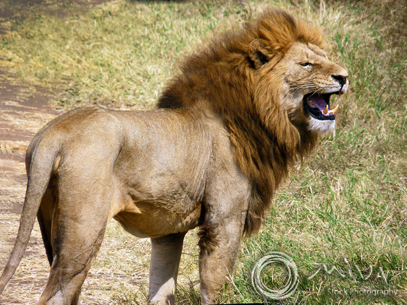 Miva Stock_3651 - Tanzania, Ngorongoro Crater, male lion