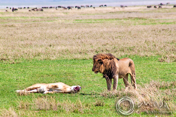 Miva Stock_3603 - Tanzania, Ngorongoro Crater, lions courting
