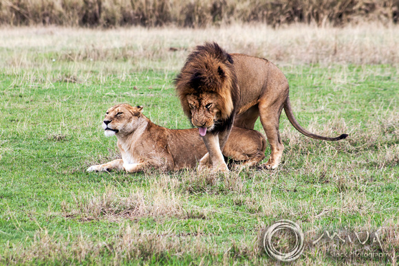 Miva Stock_3632 - Tanzania, Ngorongoro Crater, lions mating