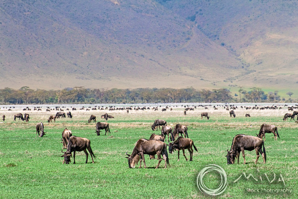 Miva Stock_3596 - Tanzania, Ngorongoro, herd of Wildebeest