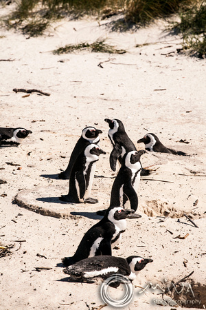 Miva Stock_3568 - South Africa, Simon's Town, jackass penguins