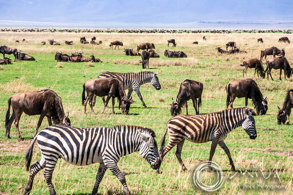 Miva Stock_3625 - Tanzania, Ngorongoro, Zebra, Wildebeest herds